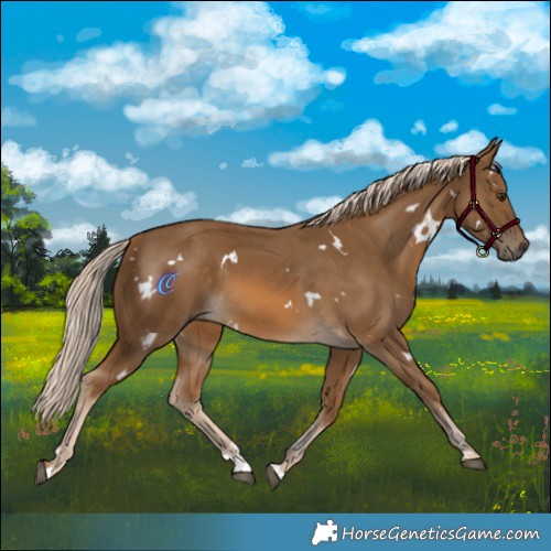 Horse Color:White Spotted Chocolate Palomino 