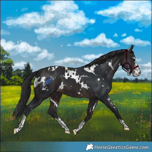 Horse Color:White Spotted Brown Sabino 