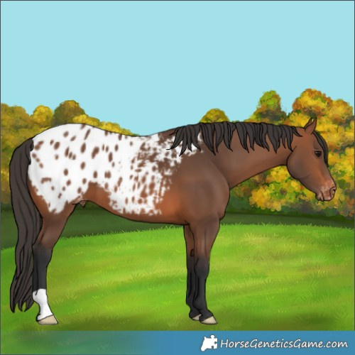 Horse Color:Bay Blanket