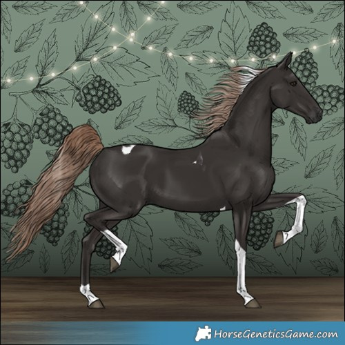 Horse Color:Liver Chestnut Tobiano