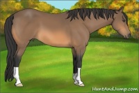 Horse Color:Buckskin 