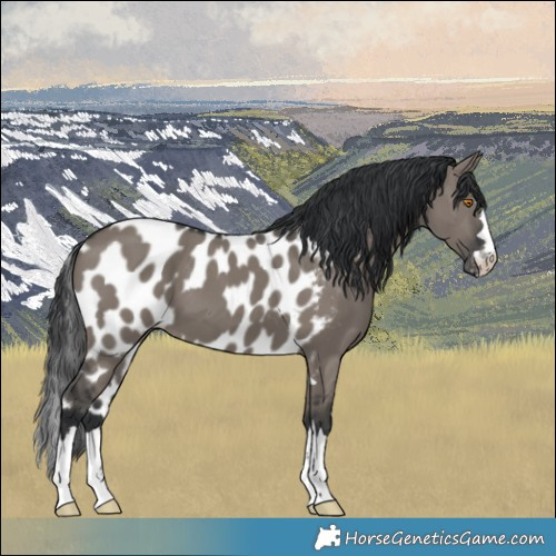 Horse Color:Grullo Skewed LP Spotted 