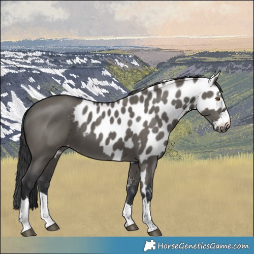 Horse Color:Grullo Skewed LP Spotted