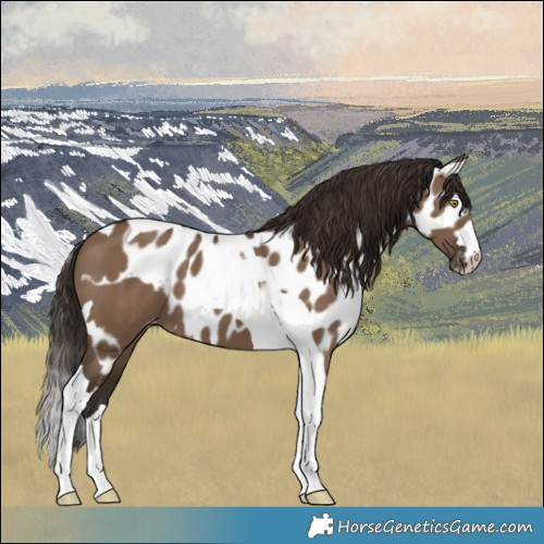 Horse Color:Liver Red Dun Tobiano Skewed LP Spotted