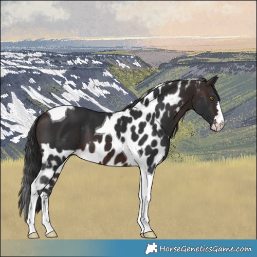 Horse Color:Brown Tobiano Skewed LP Spotted