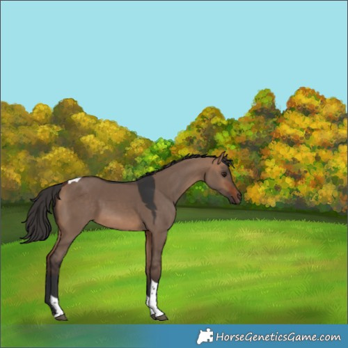 Horse Color:Bay Dun Tobiano Rabicano