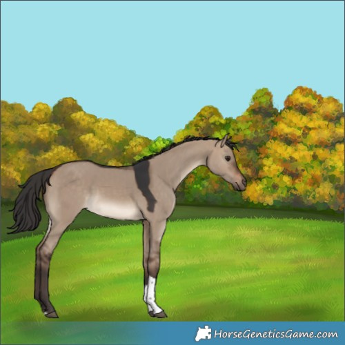 Horse Color:White Spotted Brown Dun Tobiano Rabicano 