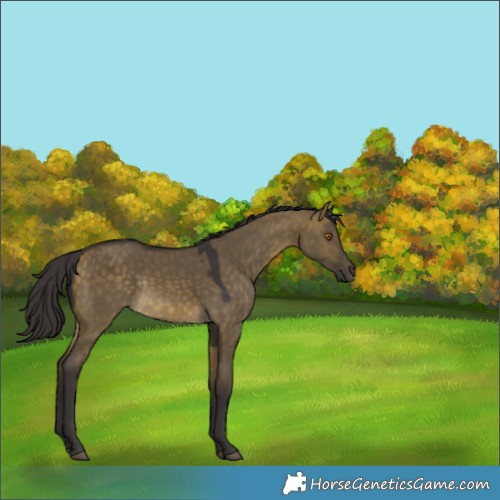 Horse Color:Buckskin Dun Rabicano