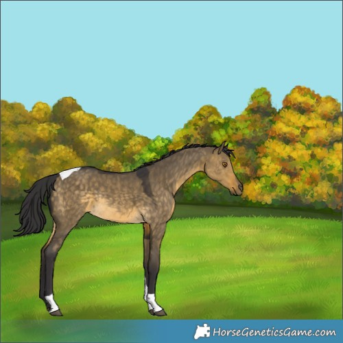 Horse Color:Buckskin Dun Tobiano Rabicano 