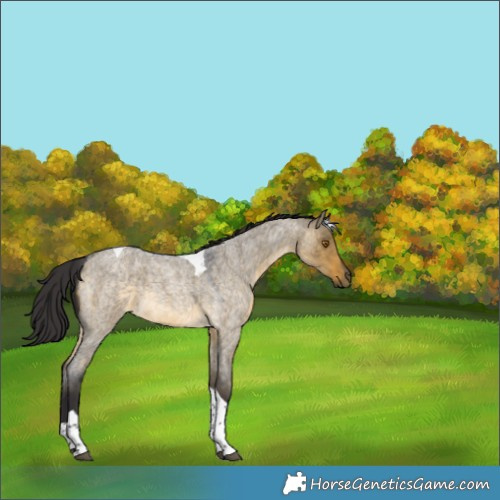 Horse Color:Buckskin Roan Dun Tobiano 