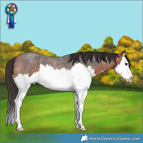 Horse Color:Bay Roan Splash 