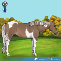 Horse Color:Silver Brown Dun Tobiano 