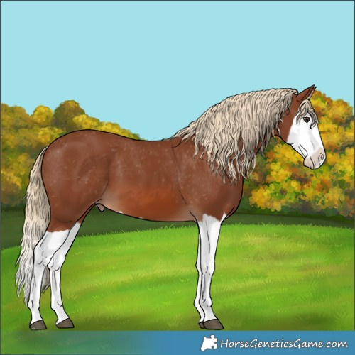 Horse Color:Chestnut Splash Varnish