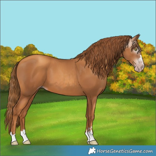 Horse Color:Gray Gold Champagne