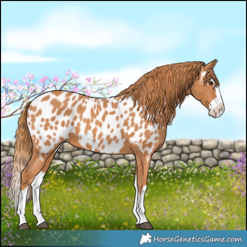 Horse Color:Chestnut Splash Appaloosa