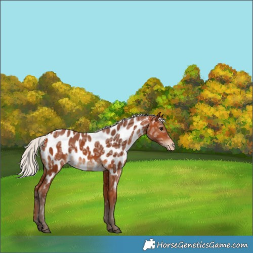 Horse Color:White Spotted Silver Bay Ice Near Leopard 