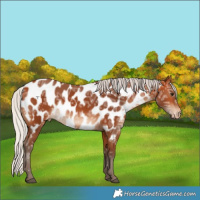 Horse Color:White Spotted Silver Bay Ice Near Leopard