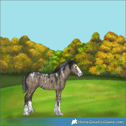 Horse Color:Powder White Gray Brown Dun Merle Splash Brindle