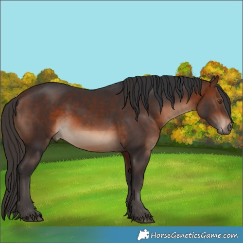 Horse Color:Brown 