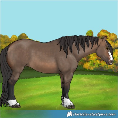 Horse Color:Brown Dun
