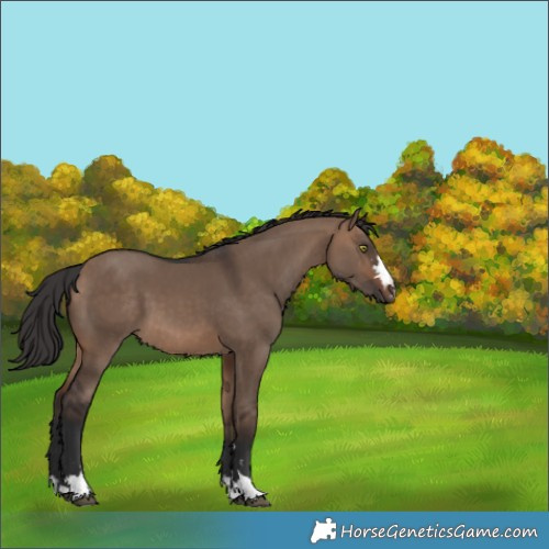 Horse Color:Brown Dun 