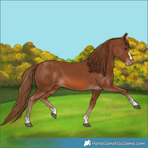 Horse Color:Chestnut 