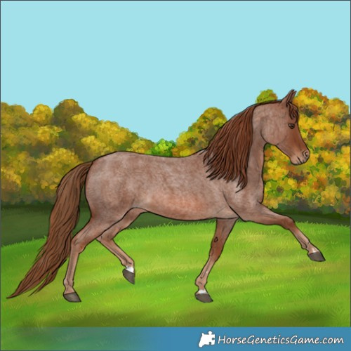 Horse Color:Red Roan 