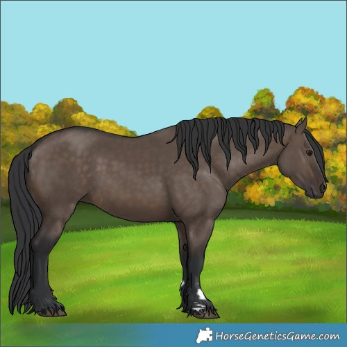 Horse Color:Unknown 