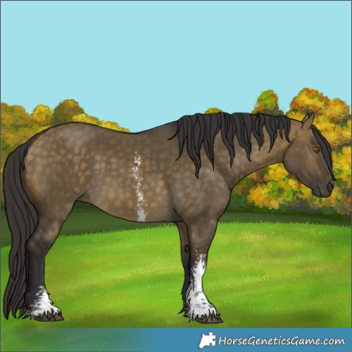 Horse Color:Unknown 