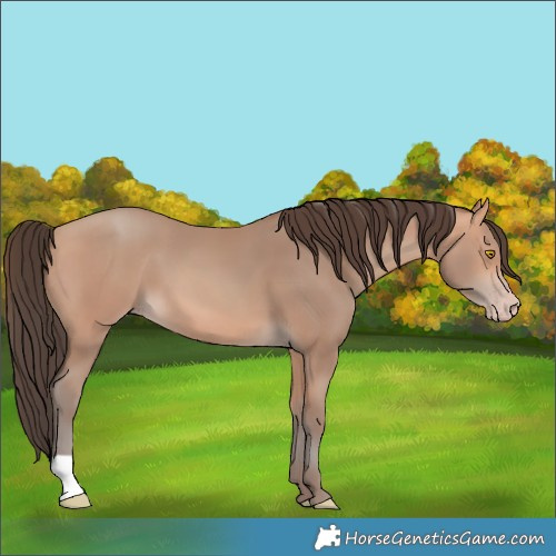 Horse Color:Amber Champagne 
