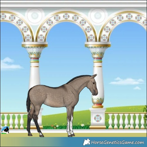 Horse Color:Brown Dun Tobiano