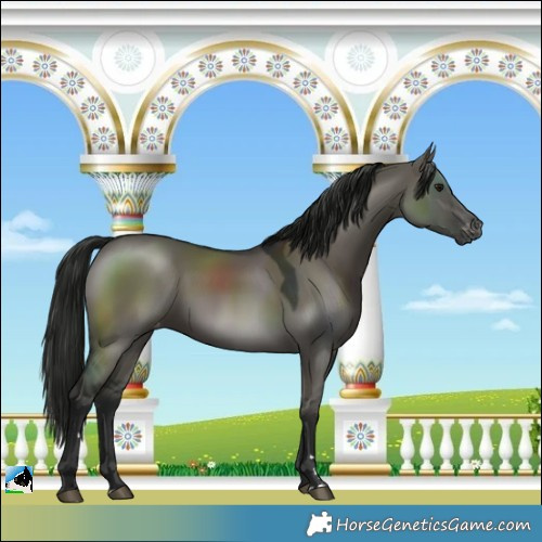 Horse Color:Gray Grullo Varnish 