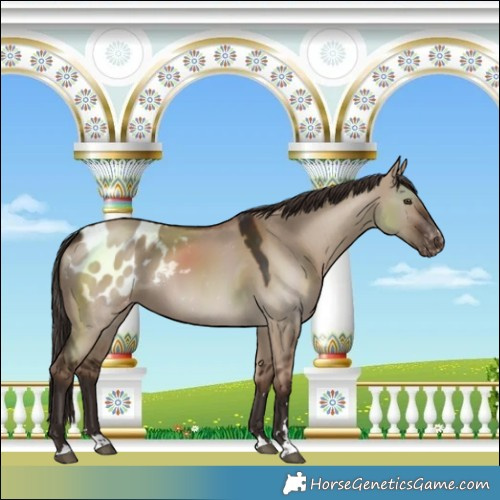 Horse Color:Liver Red Dun Blanket 