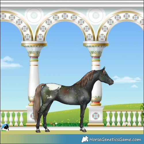 Horse Color:Liver Chestnut Snowcap 