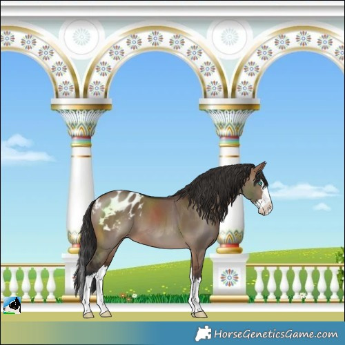 Horse Color:Brown Dun Splash Blanket