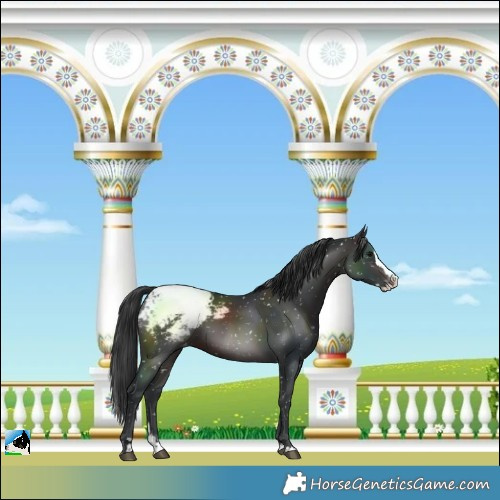 Horse Color:Brown Splash Snowcap Rabicano
