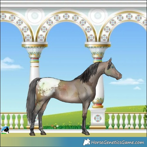 Horse Color:Brown Dun Merle Snowcap 