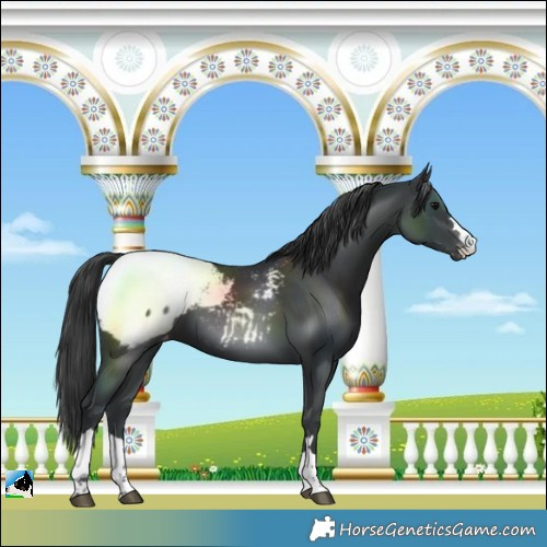 Horse Color:Black Snowcap 