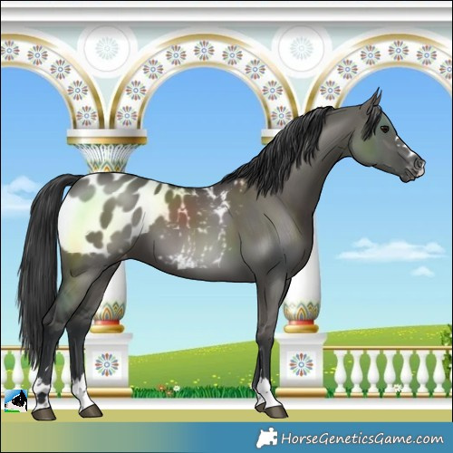 Horse Color:Grullo Blanket