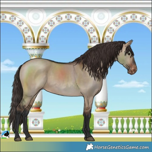 Horse Color:Brown Dun Varnish 