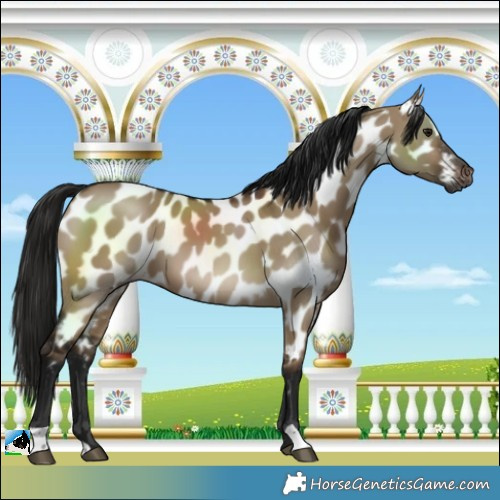 Horse Color:Gray Brown Dun Near Leopard 