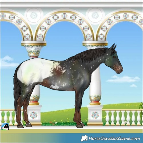 Horse Color:Gray Liver Chestnut Snowcap 