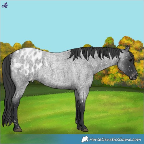 Horse Color:Blue Roan Blanket 