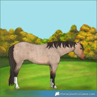 Horse Color:Unknown 