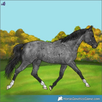 Horse Color:Blue Roan Snowflake Varnish