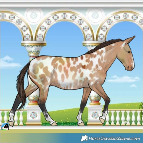 Horse Color:Bay Dun Near Leopard Rabicano