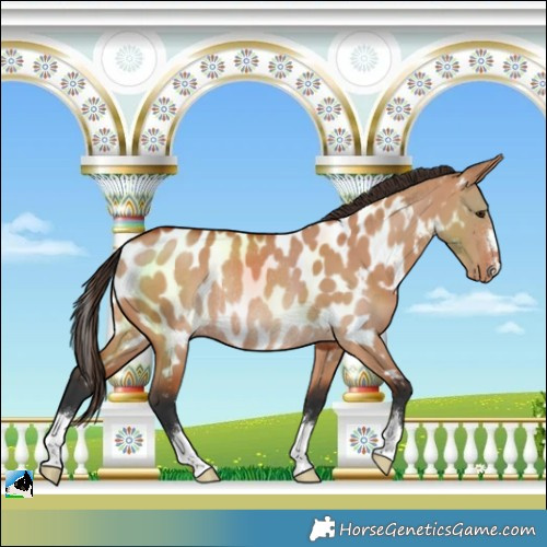 Horse Color:Bay Dun Near Leopard Rabicano