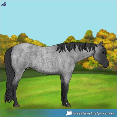 Horse Color:Blue Roan 