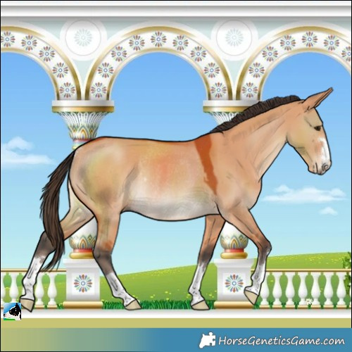 Horse Color:Bay Dun Rabicano