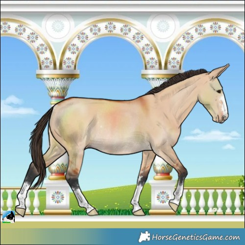 Horse Color:Bay Dun Rabicano 